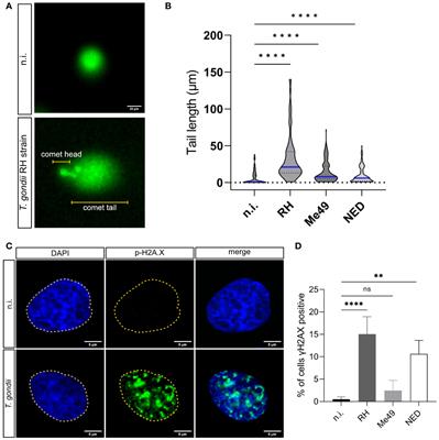 Toxoplasma gondii infection-induced host cellular DNA damage is strain-dependent and leads to the activation of the ATM-dependent homologous recombination pathway